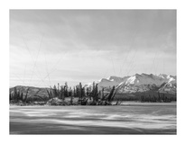 Drunken Trees on Thermokarst Lake, Alaska, 2017